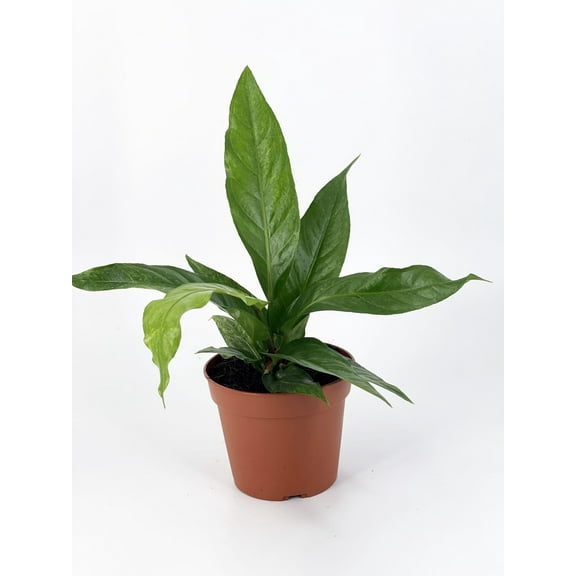 Wavy Anthurium - Live Starter Plant in a 2 Inch Pot - Anthurium Plowmanii - Elegant Low Maintenance Air Purifying Indoor Houseplant