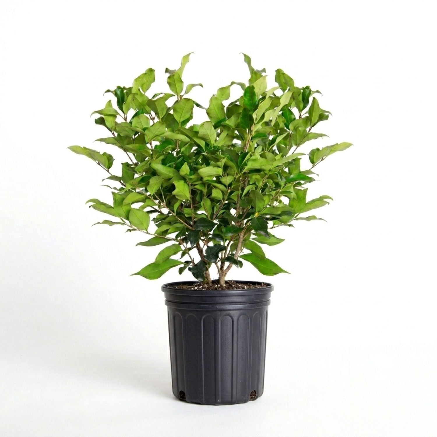 Expert Gardener Wavy Leaf Ligustrum Recurvifolium (2.5 Quart) Evergreen Privet Shrub - Full Sun Live Outdoor Plant