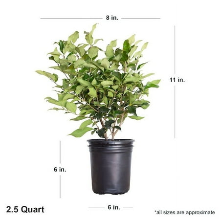 Expert Gardener Wavy Leaf Ligustrum Recurvifolium (2.5 Quart) Evergreen Privet Shrub - Full Sun Live Outdoor Plant