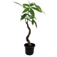 thumbnail image 1 of Wavy Trunk Pachira-Fortune Tree-4" Pot, 1 of 4