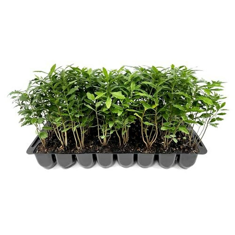 Outdoor Full Sun Wax Myrtle - 10 Live Plants - Myrica Cerifera Outdoor Full Sun Wax Myrtle - 10 Live Plants - Myrica Cerifera