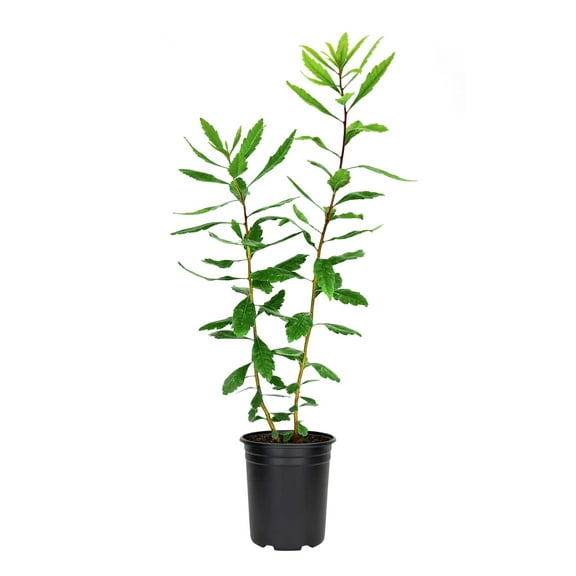 Wax Myrtle 3 Live 4 Inch Pots Myrica Cerifera Evergreen Shrubs for Privacy Screens & Native Landscaping Fast-Growing Hardy Plants