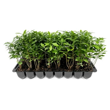 Wax Myrtle  40 Live Plants  Myrica Cerifera  Fast Growing Evergreen Shrub  Privacy Hedge Plants  Adaptable Landscaping Bushes