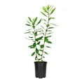 thumbnail image 1 of Wax Myrtle  5 Live 4 Inch Pots  Myrica Cerifera  Evergreen Shrubs for Privacy Screens & Native Landscaping  Fast-Growing Hardy Plants, 1 of 9