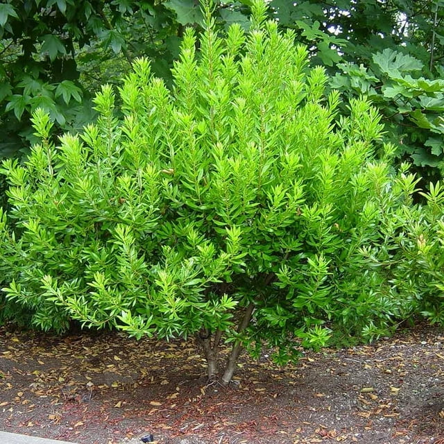 Wax Myrtle Don's Dwarf I 10 Live Plants I Myrica Cerifera Compact ...