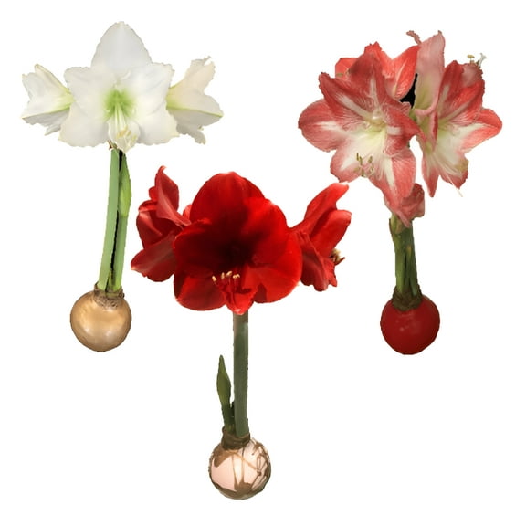 Waxed Amaryllis Bulb 28/30cm Holiday Collection---One Each Red Victory, White Denver, and Minerva Amaryllis--Perfect Holiday Gift Bundle!