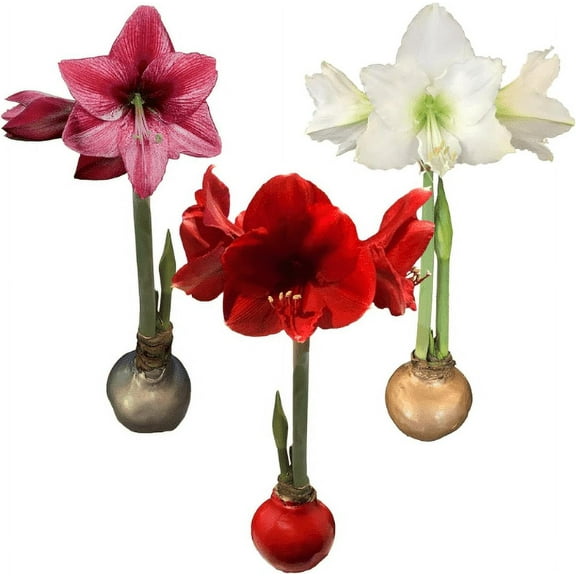 Waxed Amaryllis Bulb 28/30cm Holiday Collection---One Each Red Victory, White Denver, and Revelation Amaryllis--Perfect Holiday Gift Bundle!