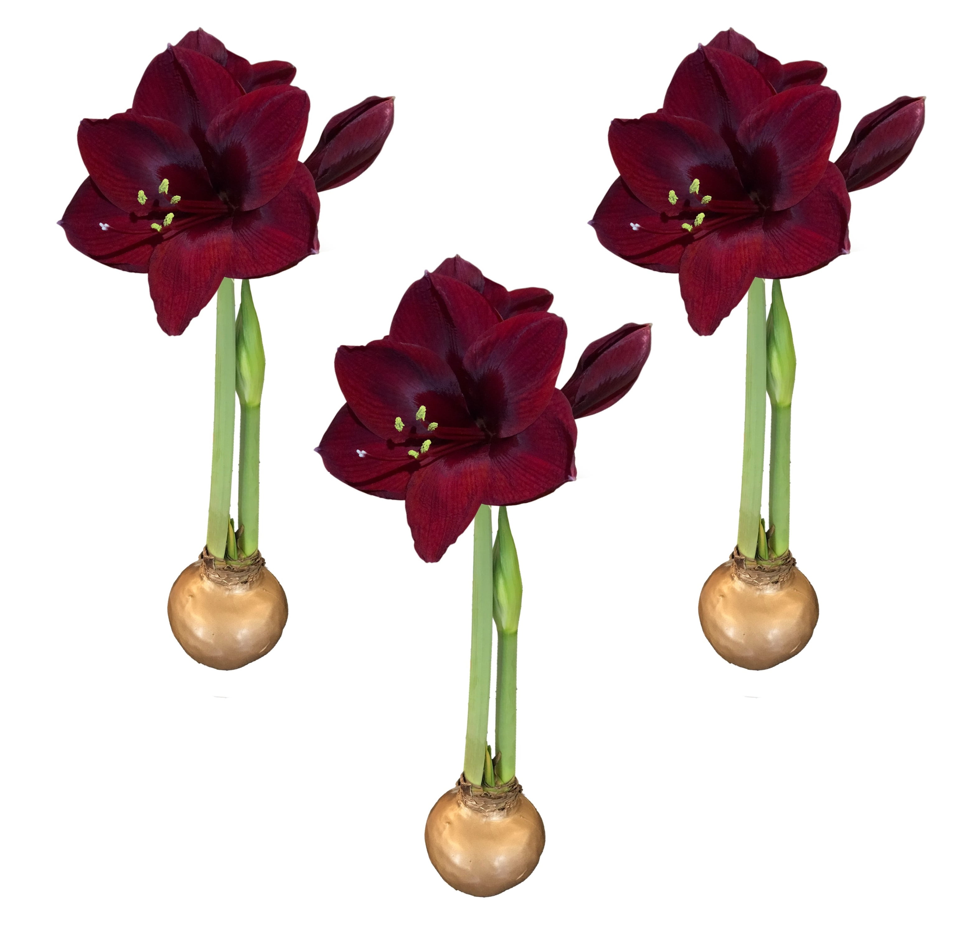 Waxed Amaryllis Bulb Holiday 3 PackThree Gold Waxed Black Pearl