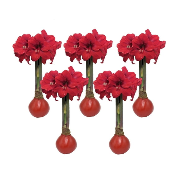 Waxed Amaryllis Bulb Holiday 5 Pack-Five Red Waxed Red Lion Amaryllis Bulbs 28/ 30cm-Perfect Holiday Gift Bundle!!!
