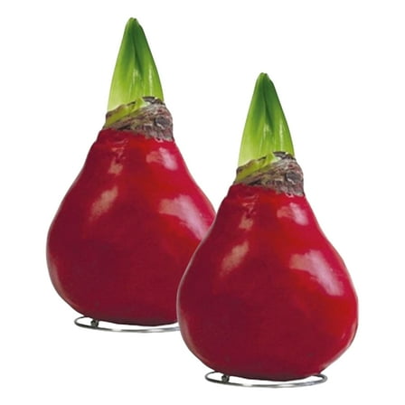 Waxed Amaryllis Bulb - Red Wax, Blooms Red (2 Plants Per Pack) - Easy Care - No Watering Needed! Beautiful Holiday Decor