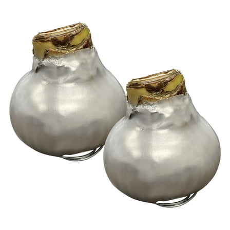 Waxed Amaryllis Bulb - Silver Wax, Blooms Red (2 Plants Per Pack) -&nbsp;Easy Care - No Watering Needed! Beautiful Holiday Decor