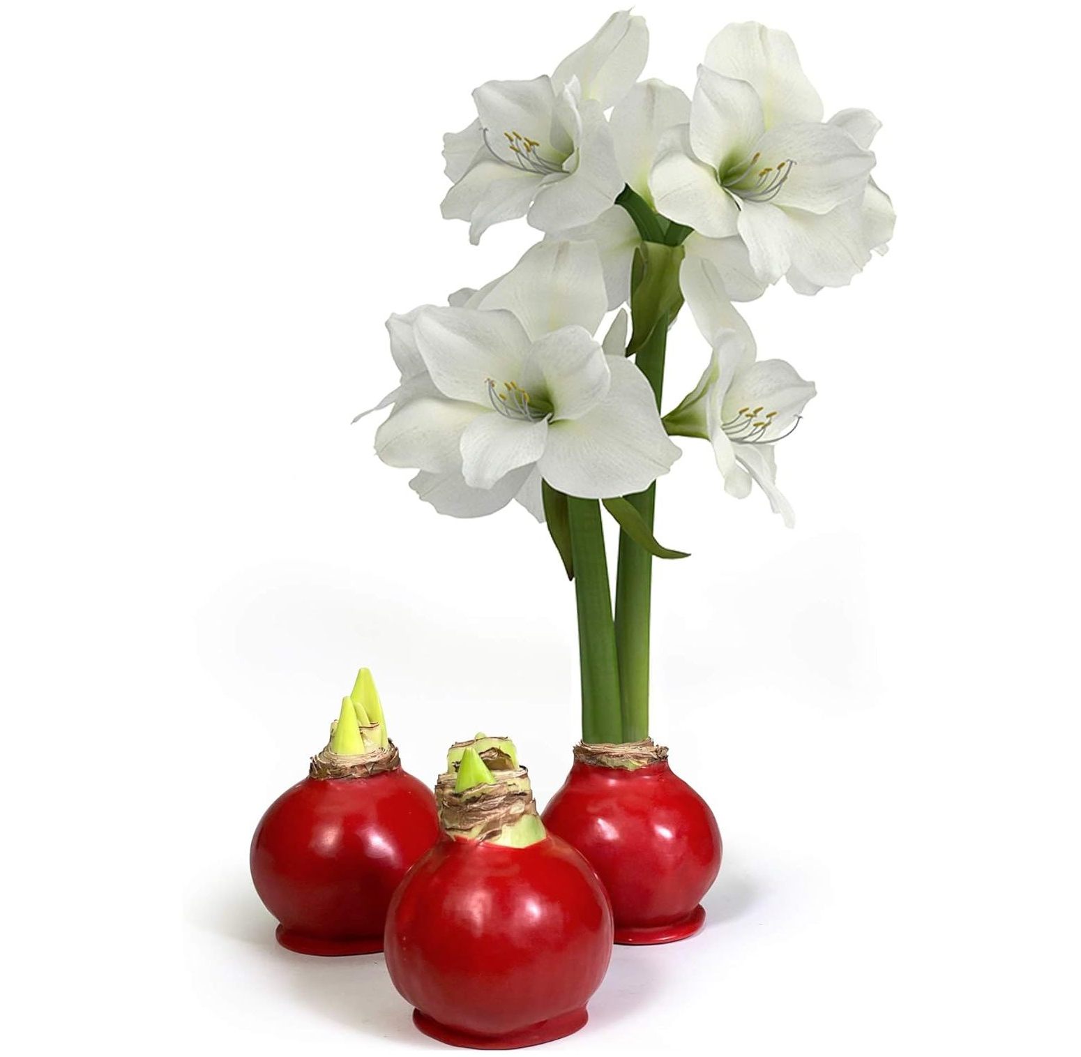 Waxed Giant Amaryllis Cranberry Wax (White )