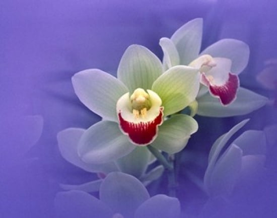 Waxy white orchids with fuchsia centers floating in purple water Canvas Art - Panoramic Images (24 x 19)