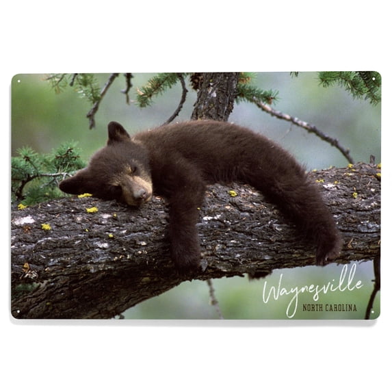Waynesville, North Carolina, Bear Cub Sleeping (12x18 Aluminum Art, Indoor Outdoor Metal Sign Decor)