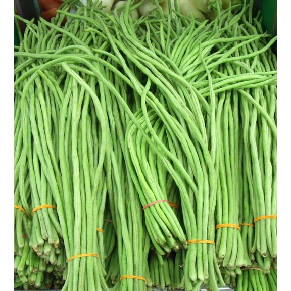 Wbut2023 100 Yardlong Chinese Long Bean Plant Seeds