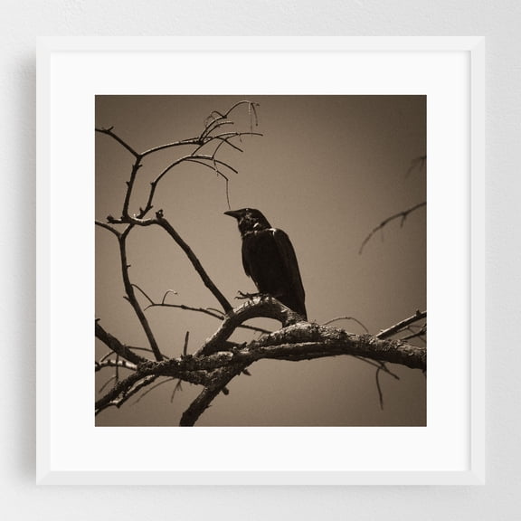 We’re Never Going Back to the Way Things Were - West Palm Beach Florida Photography Black and White Bird Wildlife Silhouette Nature Moody Mystical White Framed Wall Art Print 20 x 20 inches