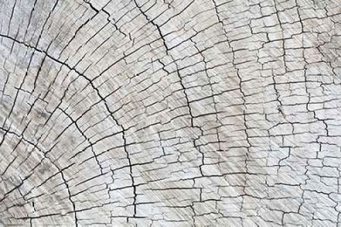 Weathered Wood II Canvas Art - Kathy Mahan (12 x 18)