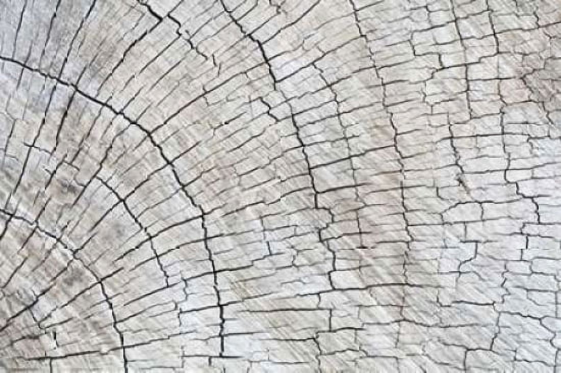 Weathered Wood II Canvas Art - Kathy Mahan (24 x 36)