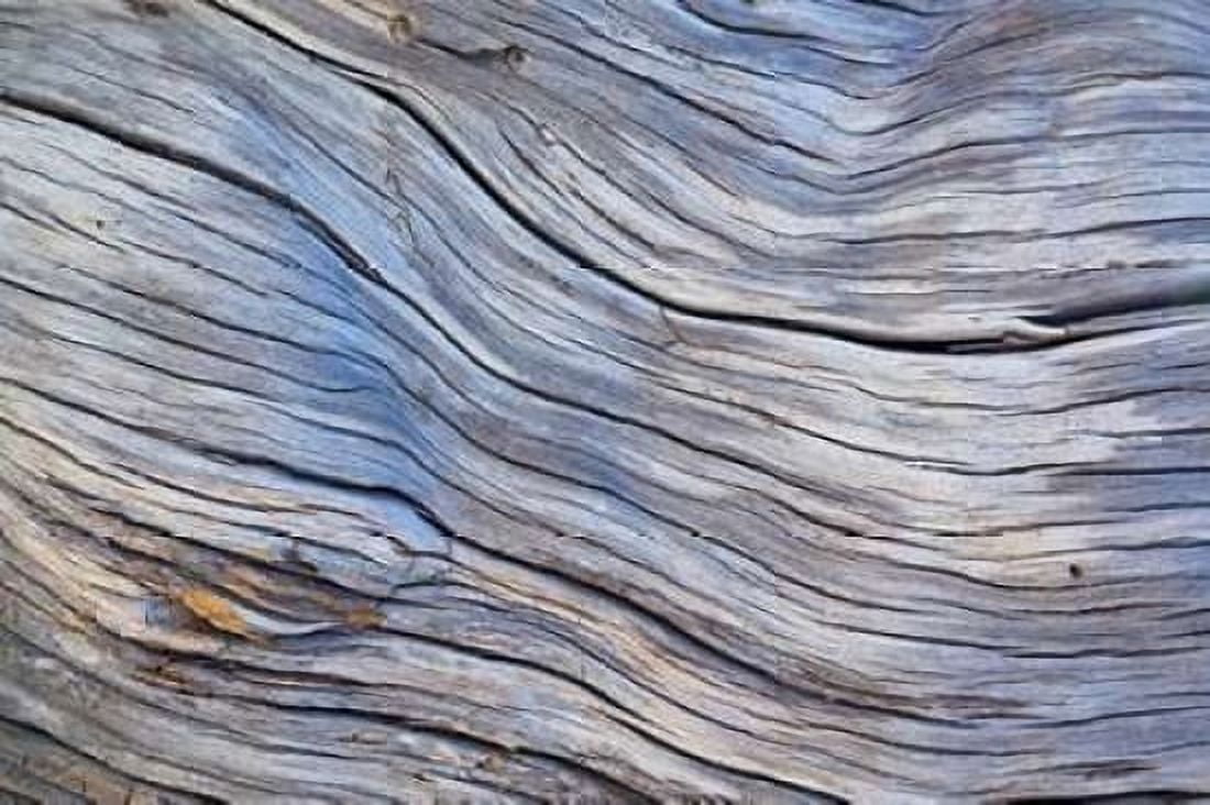 Weathered Wood III Canvas Art - Kathy Mahan (12 x 18)