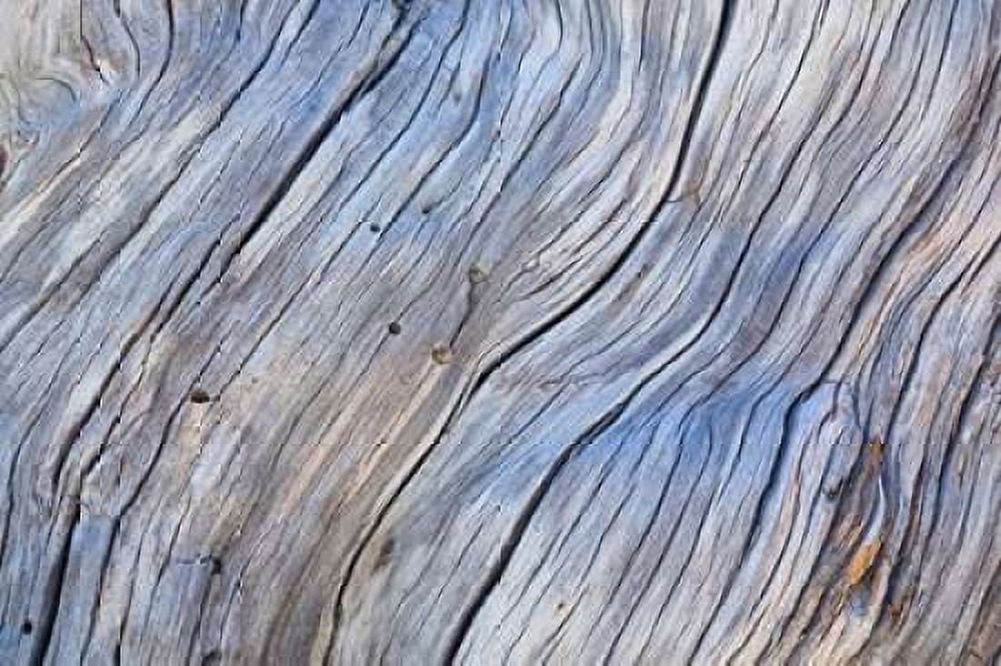 Weathered Wood IV Canvas Art - Kathy Mahan (24 x 36)