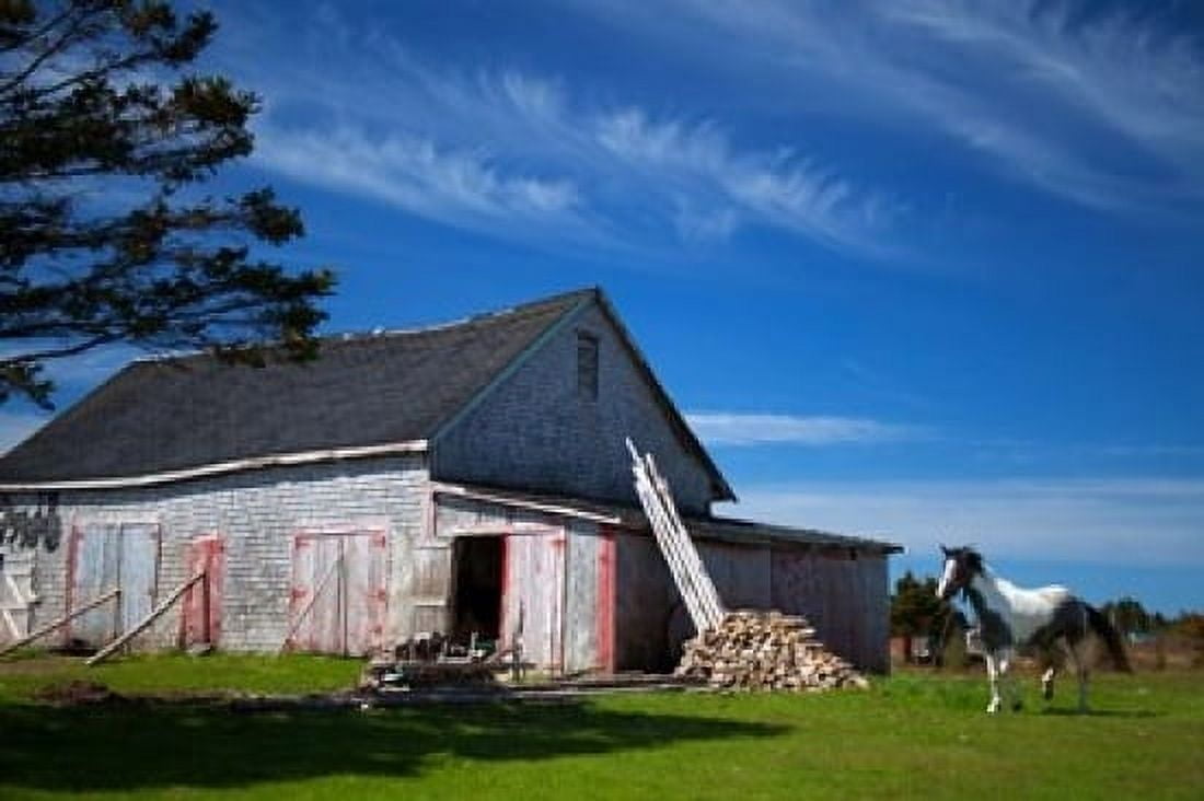 Weathered barn and horse Guysborough County Nova Scotia Canada Canvas Art - Kymri Wilt DanitaDelimont (36 x 24)
