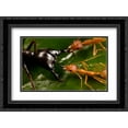 thumbnail image 1 of Weaver Ant pair defending against Driver Ant attack, Africa 2x Matted 24x18 Black Ornate Framed Art Print by Moffett, Mark, 1 of 2