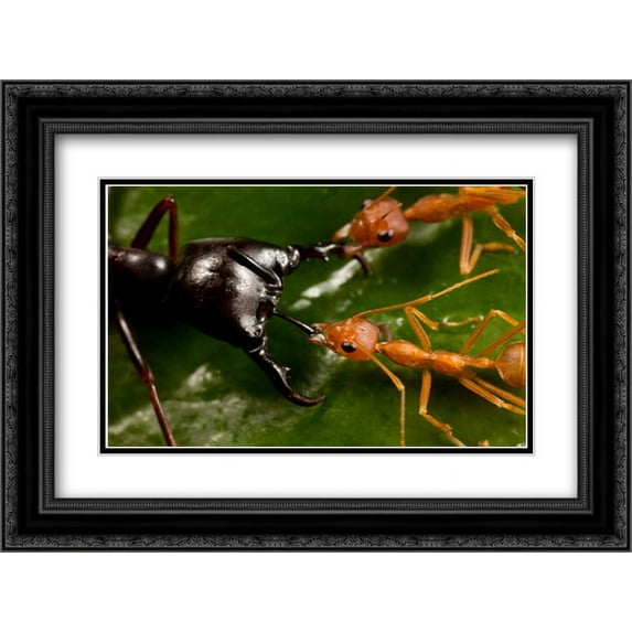 Weaver Ant pair defending against Driver Ant attack, Africa 2x Matted 24x18 Black Ornate Framed Art Print by Moffett, Mark