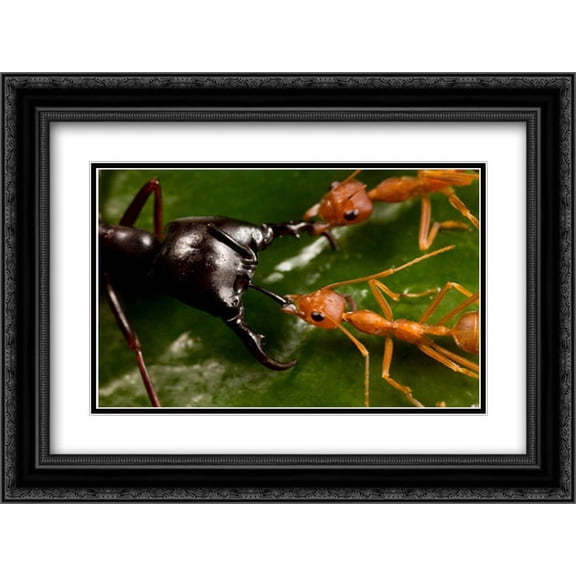 Weaver Ant pair defending against Driver Ant attack, Africa 2x Matted 24x18 Black Ornate Framed Art Print by Moffett, Mark