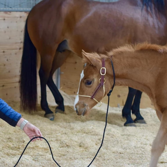 Weaver Leather Kalley Krickeberg Horseman`s Leather Foa
