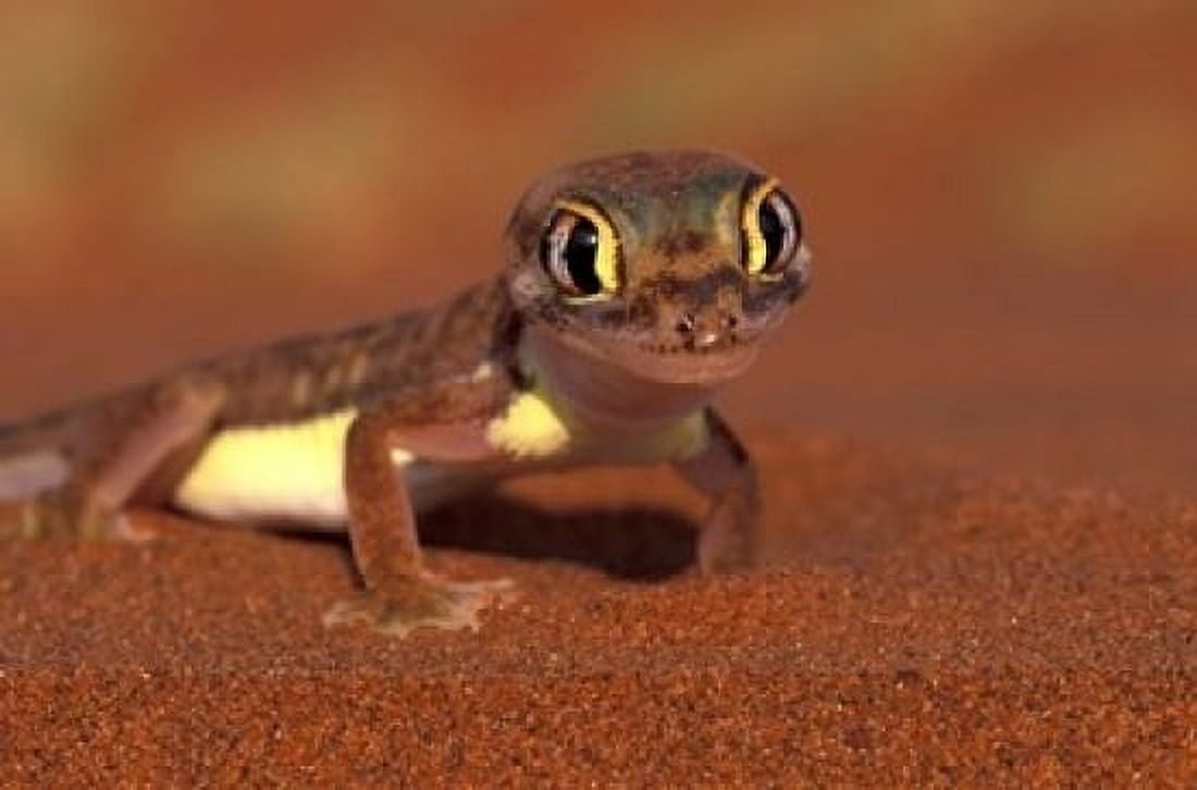 Web-footed Gecko Namib National Park Namibia Canvas Art - Art Wolfe  DanitaDelimont (24 x 15)