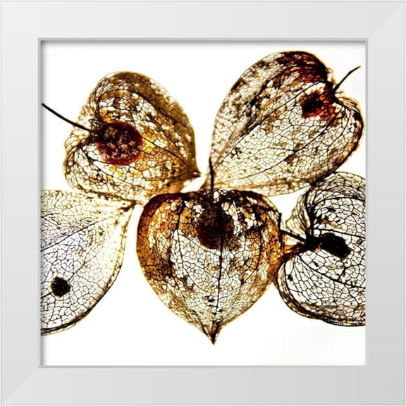 Weber, Matthias 12x12 White Modern Wood Framed Museum Art Print Titled - Evanescence I