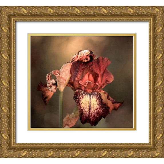 Wechsler, Robin 29x26 Gold Ornate Wood Framed with Double Matting Museum Art Print Titled - An Iris In Spring