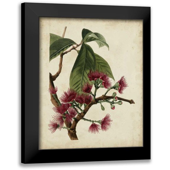 Weddell 12x14 Black Modern Framed Museum Art Print Titled - Non-Embellished Antique Fringe Tree