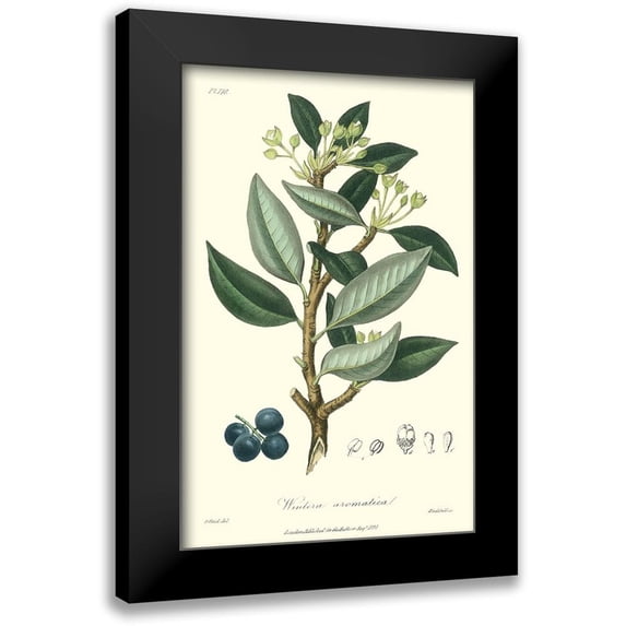 Weddell 17x24 Black Modern Framed Museum Art Print Titled - Woodland Foliage III