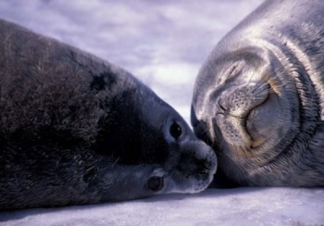 Weddell Fur Seal Cow and Pup Antarctica Canvas Art - William Sutton DanitaDelimont (34 x 24)