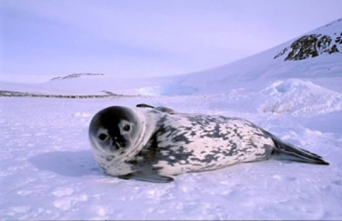 Weddell Seal Kloa EP Rookery Australian Antarctic Territory Antarctica Canvas Art - Pete Oxford DanitaDelimont (37 x 24)