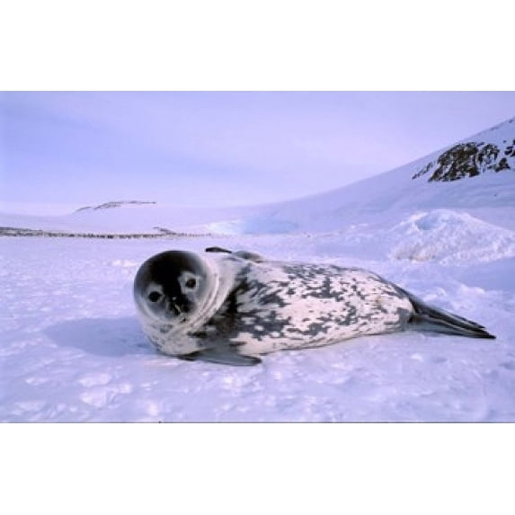 Weddell Seal, Kloa 'EP' Rookery, Australian Antarctic Territory, Antarctica Poster Print by Pete Oxford (18 x 12)