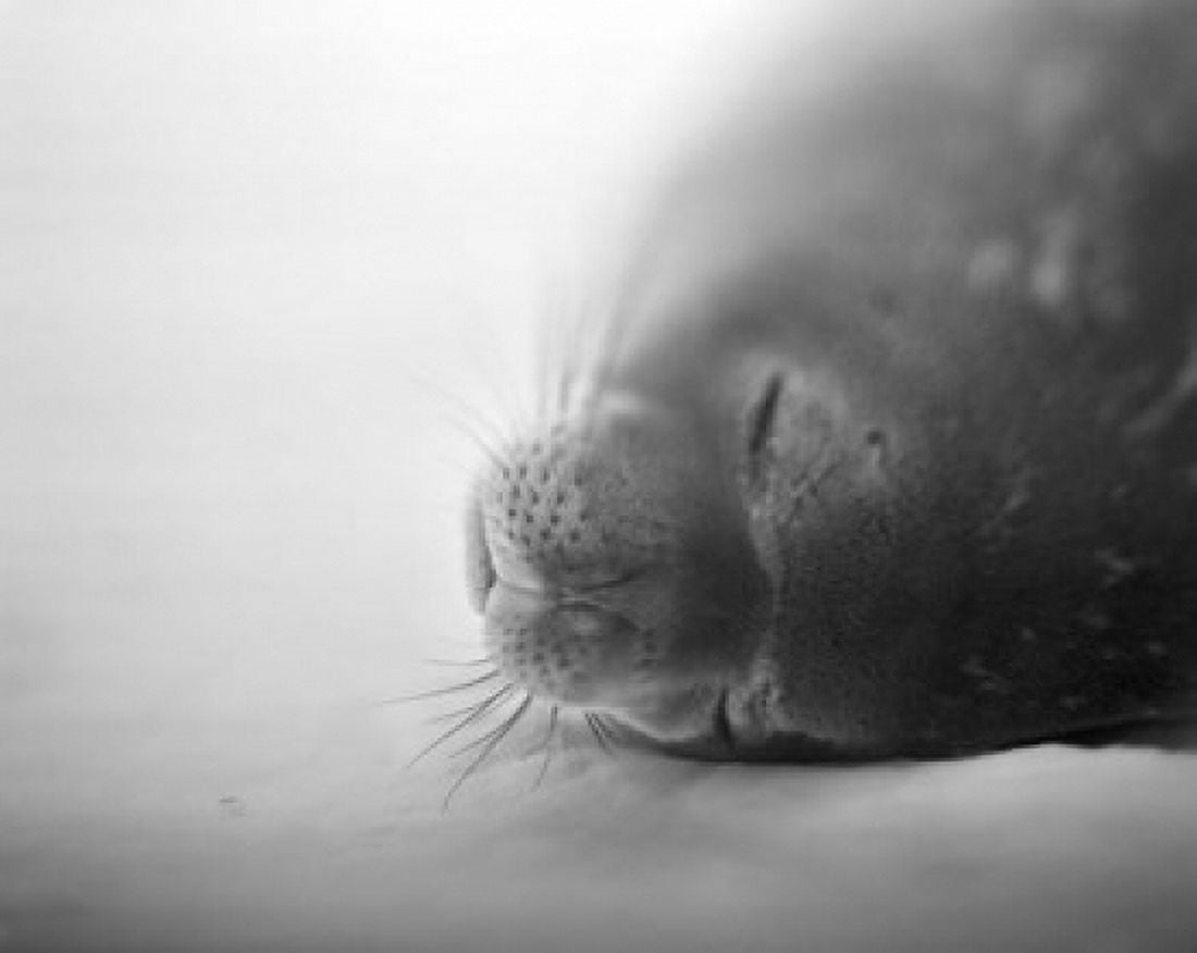 Weddell Seal resting in snow on Deception Island Antarctica Canvas Art - Paul Souders DanitaDelimont (32 x 25)