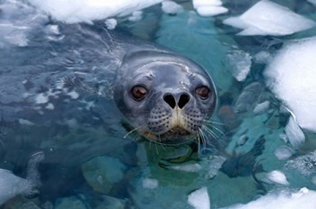 Weddell seal in the water Western Antarctic Peninsula Canvas Art - Steve Kazlowski DanitaDelimont (24 x 15)