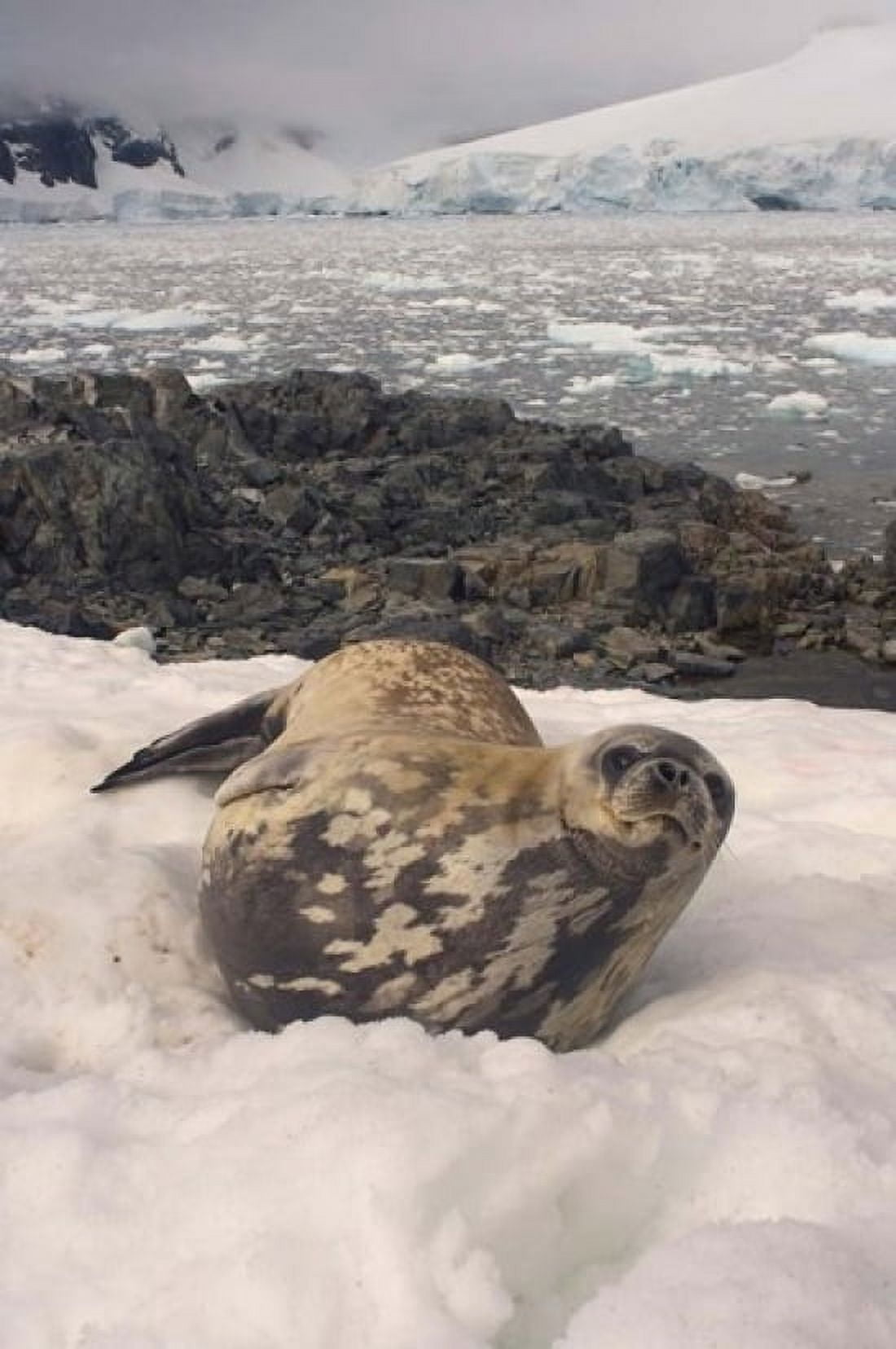 Weddell seal resting western Antarctic Peninsula Canvas Art - Steve Kazlowski DanitaDelimont (11 x 17)