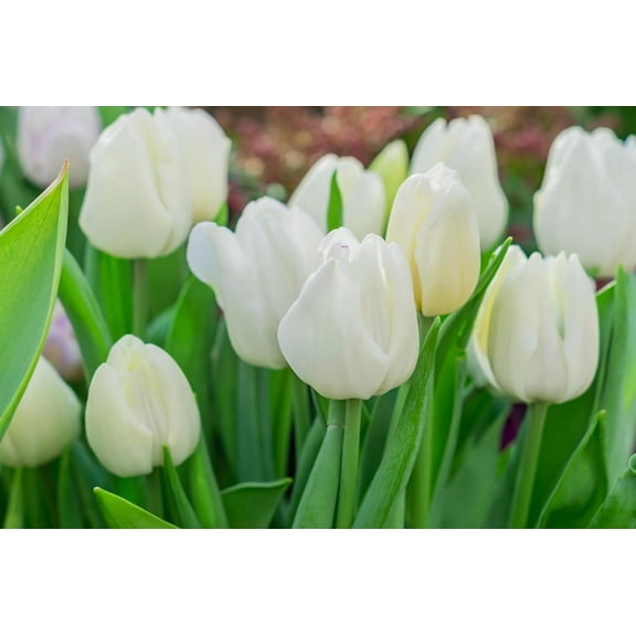 Wedding Dress Darwin Hybrid Tulip Bulbs for Planting - Stunning All White Tulips, Perennial, Top Size Bulb (20 Bulbs)