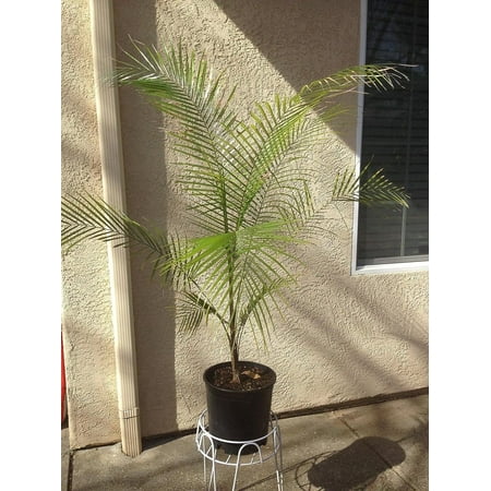 Wedding Palm - Live Plant in a 3 Gallon Growers Pot - Lytocaryum Weddellianum - Extremely Rare Ornamental Palms of Florida