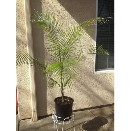 Wedding Palm - Live Plant in a 4 inch Pot - Lytocaryum Weddellianum - Extremely Rare Ornamental Palms of Florida