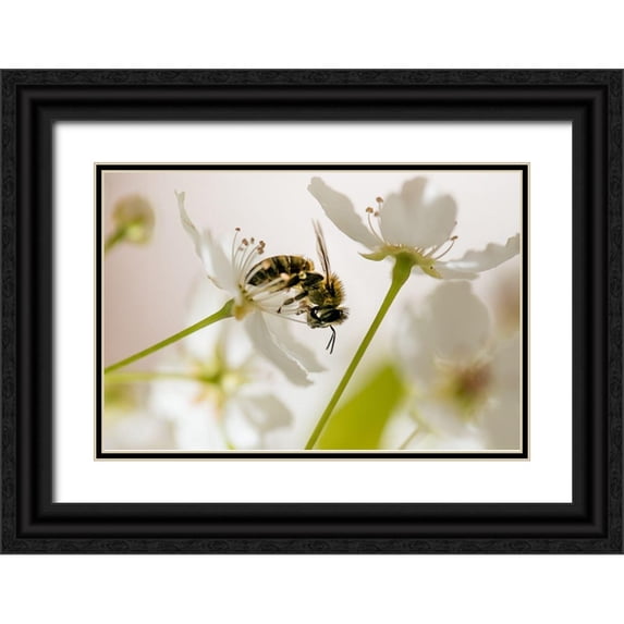 Weddle, Ryan Hartson 14x11 Black Ornate Wood Framed with Double Matting Museum Art Print Titled - Sweet Melody II