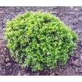 thumbnail image 1 of Wee Willie Boxwood - Buxus - Very Dwarf - Indoors/Out - Quart Pot, 1 of 3