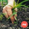 thumbnail image 1 of Weed Removal Service (3.5 Hours), 1 of 3