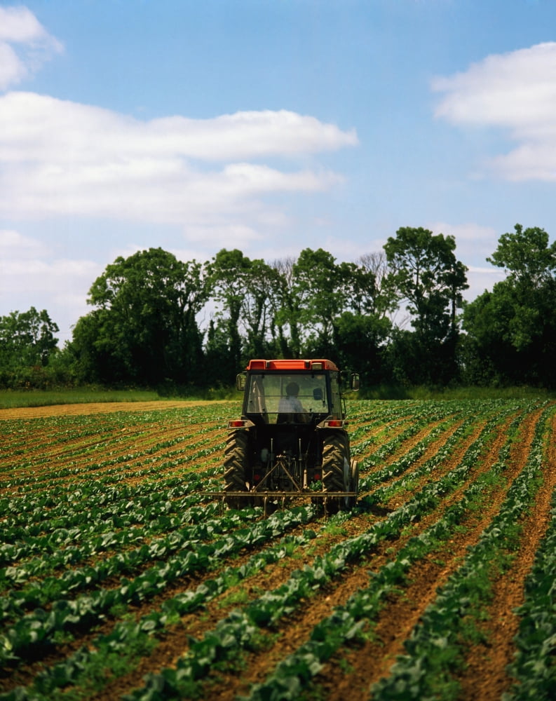 Weeding A Cabbage Field Ireland Canvas Art - The Irish Image Collection Design Pics (26 x 34)