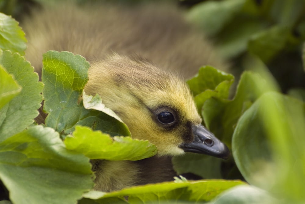 A Week-Old Canada Goose Goslings Hides In Some Green Vegetation On Middleton Island Southcentral Alaska Canvas Art - Brian Guzzetti Design Pics (38 x 24)