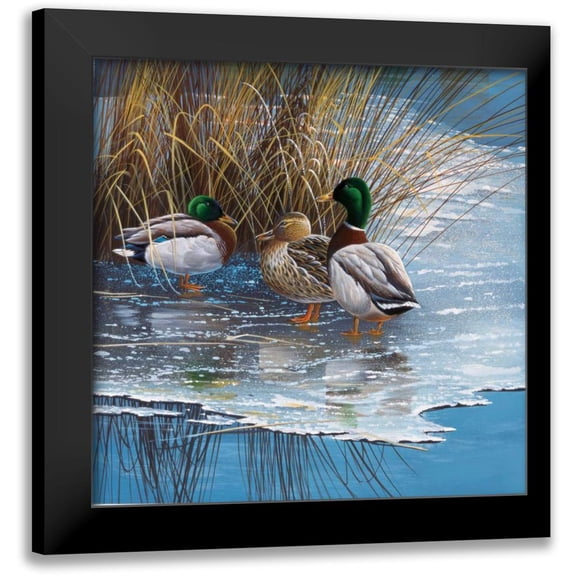 Weenink, Jan 15x15 Black Modern Framed Museum Art Print Titled - Three ducks on ice