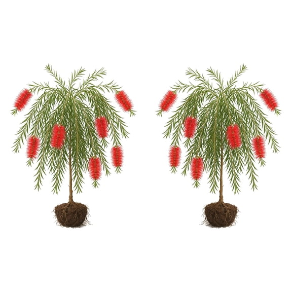 Weeping Bottlebrush Live Starter Plants - 2 Pack, Full Sun, USDA Zones 9-11, Ships Bare Root